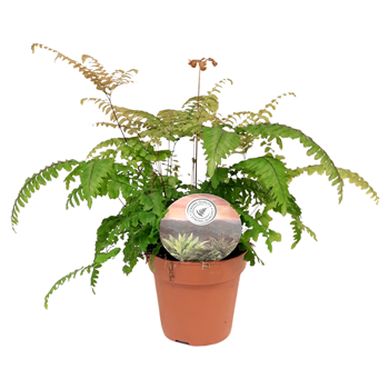 Adiantum tenerum 'Scutum Roseum' F00002496