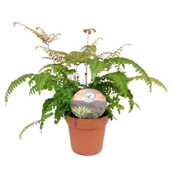 Adiantum tenerum 'Scutum Roseum' F00002496