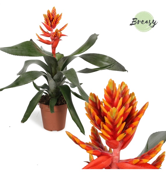 Aechmea 'Pepita Elegant Flames' F00000101