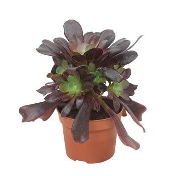 Aeonium arboreum 'Velours' F00004626