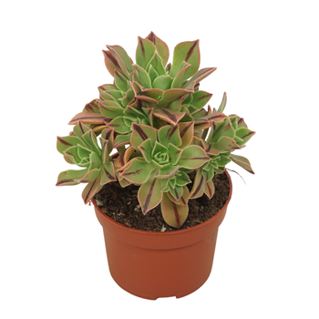 Aeonium leucoblepharum red stripe F00001305