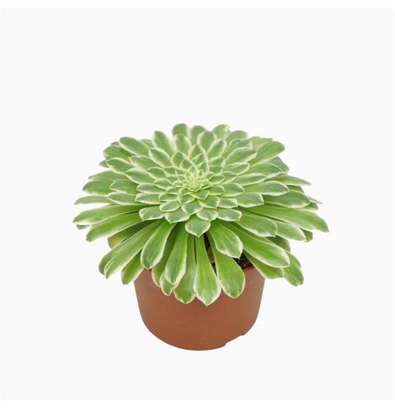 Aeonium tabaluformis `Variegata` F00001306