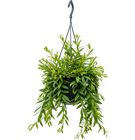 Aeschynanthus 'Japhrolepis' 4AEJAHA10