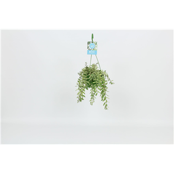 Aeschynanthus 'Bolero Bicolore' F00005474