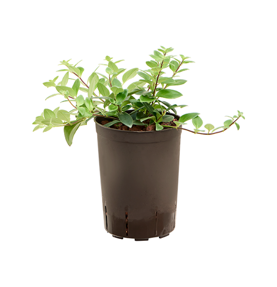 Aeschynanthus lobbianus 1AELOHA01