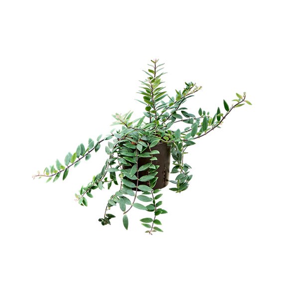 Aeschynanthus lobbianus 2AELOHA25