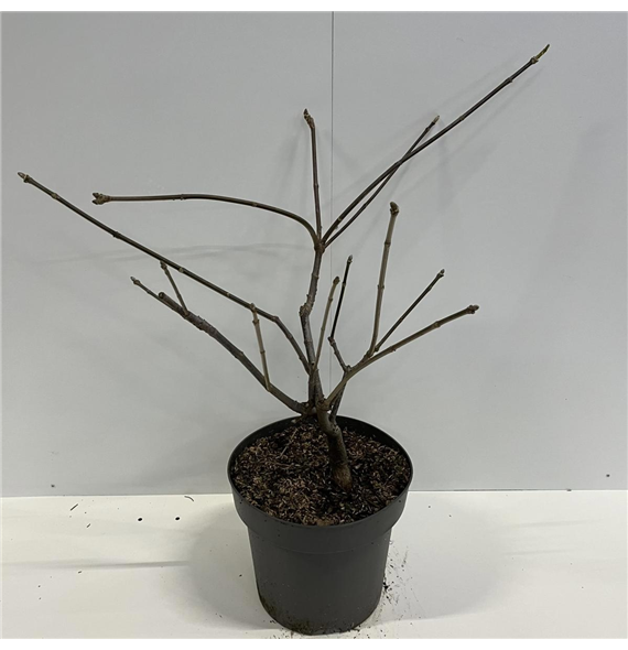 Aesculus parviflora F00008059