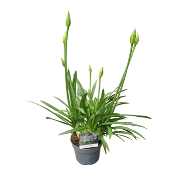 Agapanthus 'Charlotte' 2-5 knop F00004890