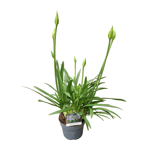 Agapanthus 'Charlotte' 2-5 knop F00004890