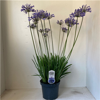 Agapanthus 'Dr Brouwer' F00005740