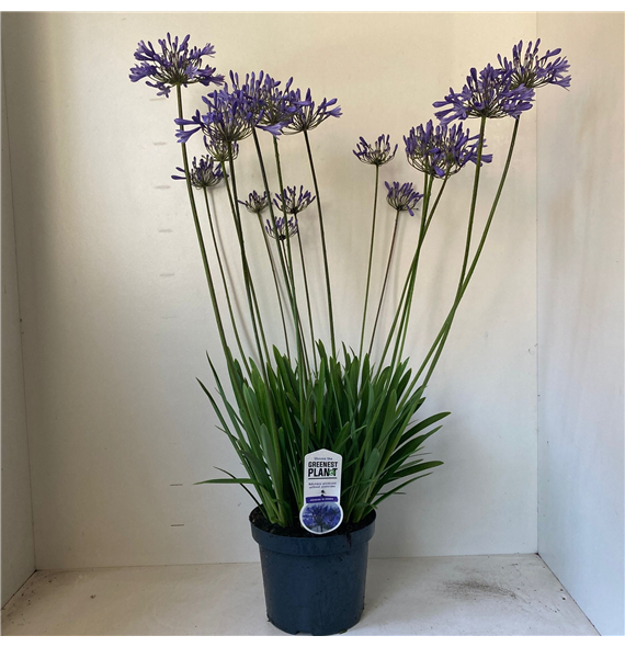Agapanthus 'Dr Brouwer' F00005740