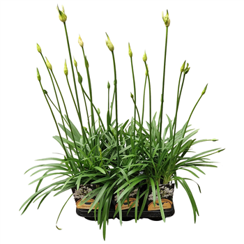 Agapanthus 'White Charlotte' 2-5 knop F00004891