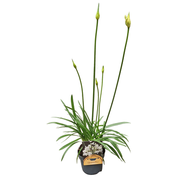 Agapanthus 'White Charlotte' 2-5 knop F00004893