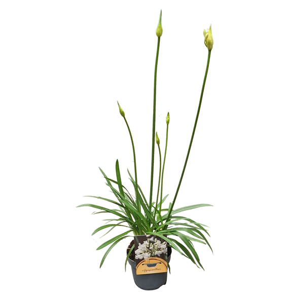 Agapanthus 'White Charlotte' 2-5 knop F00004893