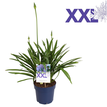 Agapanthus Eydori Blue F00004896