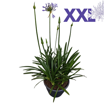 Agapanthus Eydori Blue F00004897