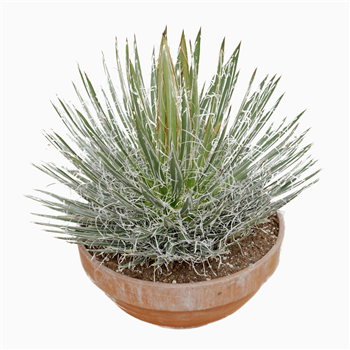 Agave filifera F00002708
