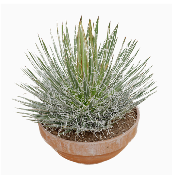 Agave filifera F00002708