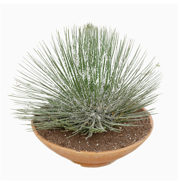 Agave geminiflora F00001479