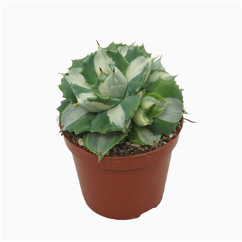 Agave potatorum Ouhi-Raijin variegata F00002703