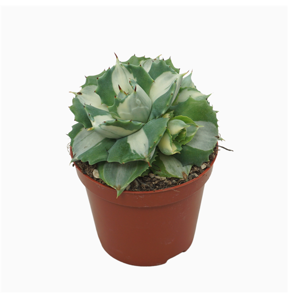 Agave potatorum Ouhi-Raijin variegata F00002703