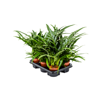 Aglaomorpha 'Jim' 6/tray 4AGJIBP12