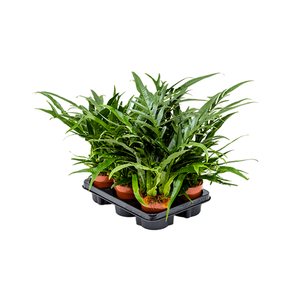Aglaomorpha 'Jim' 6/tray 4AGJIBP12