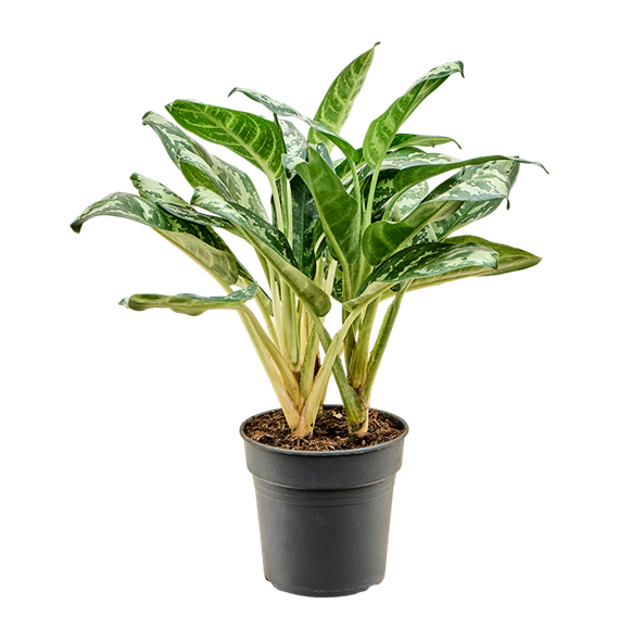 Aglaonema 'Amazon Silver' 4AGASBU91