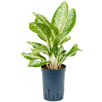 Aglaonema 'Anouk' 1AGMWBP15
