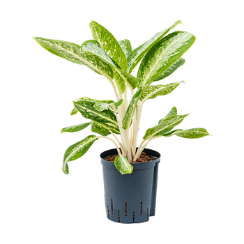 Aglaonema 'Anouk' 1AGMWBP18