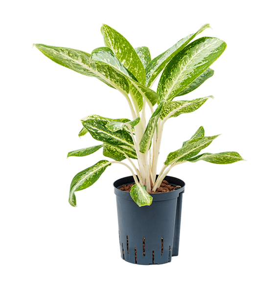 Aglaonema 'Anouk' 1AGMWBP18