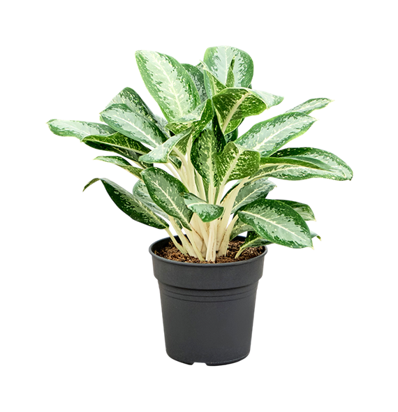 Aglaonema 'Anouk' 4AGANBU24
