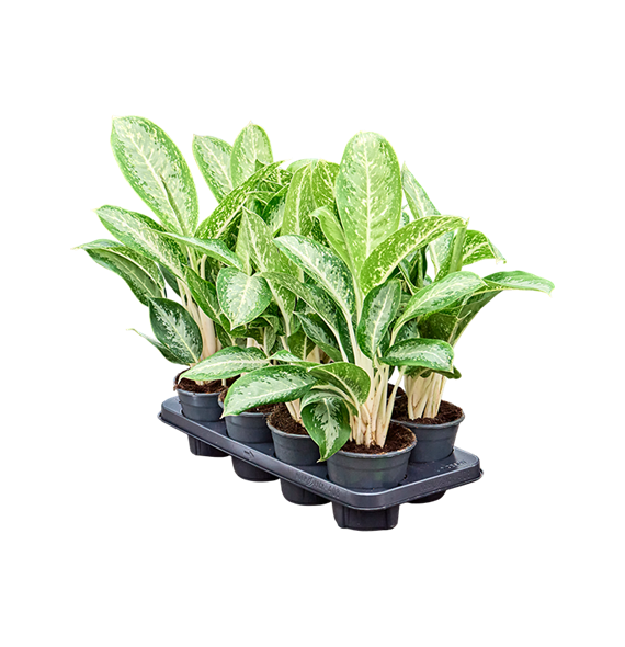 Aglaonema 'Anouk' 8/tray 4AGANBP14