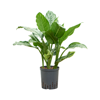 Aglaonema 'Chantal' 1AGCHTU18