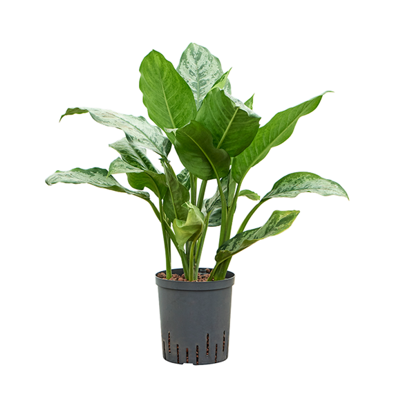 Aglaonema 'Chantal' 1AGCHTU18