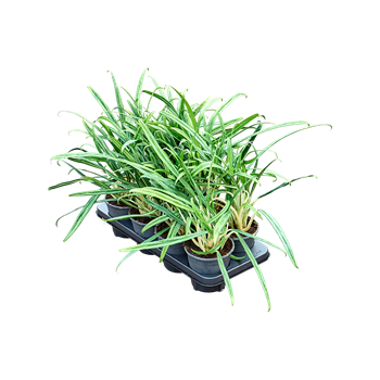 Aglaonema 'BitKiss' 8/tray 4AGBIBP14