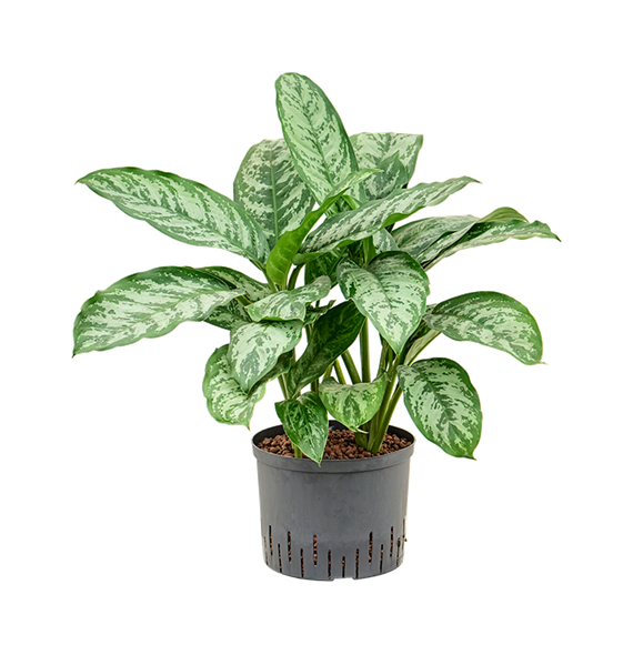 Aglaonema 'Chantal' 1AGCHTU25