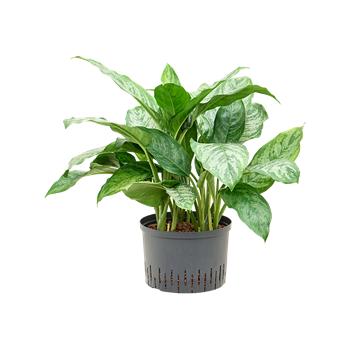 Aglaonema 'Chantal' 1AGCHTU28