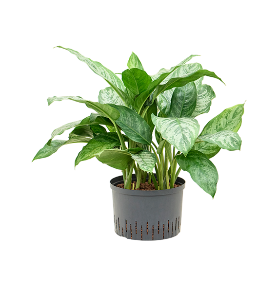 Aglaonema 'Chantal' 1AGCHTU28