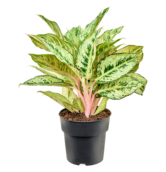 Aglaonema 'Chartreuse Pretty' 4AGCPBU19