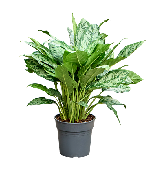 Aglaonema 'Chantal' 4AGCHBU27