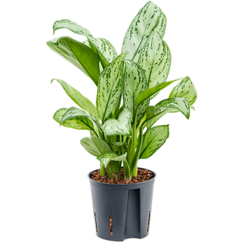 Aglaonema 'Christina' 2AGCHBP10