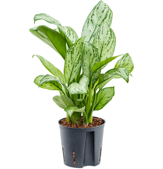 Aglaonema 'Christina' 2AGCHBP10