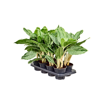 Aglaonema 'Cintho Queen' 8/tray 4AGCQBP14