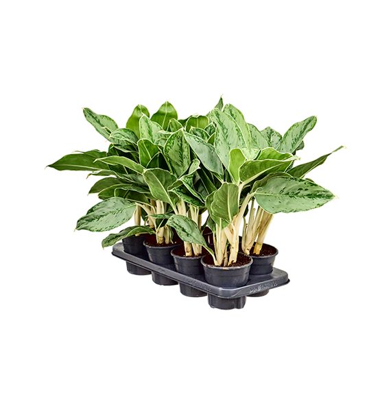 Aglaonema 'Cintho Queen' 8/tray 4AGCQBP14
