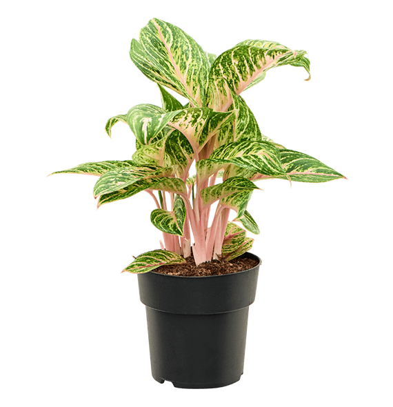 Aglaonema 'Coco Melon' 4AGCMBU19