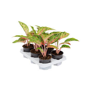 Aglaonema 'Coco Melon' 6/tray 4AGCOBP12
