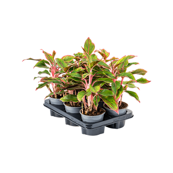 Aglaonema 'Crete' 6/tray 4AGCRBP07