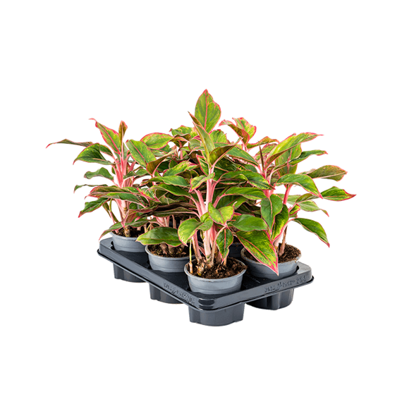 Aglaonema 'Crete' 6/tray 4AGCRBP07