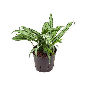 Aglaonema 'Cutlass' 2AGCUBP10
